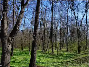 Rośinność, Drzewa, las