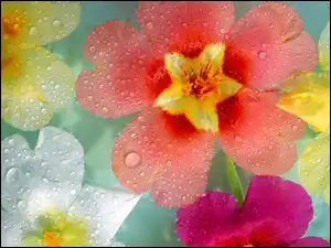 Rosy, Kwiaty, Krople