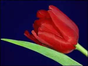 Liść, Czerwony, Tulipan