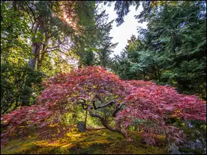 Portland, Ogród, Klon palmowy, Stan Oregon, Portland Japanese Garden, Promienie słońca, Stany Zjednoczone, Drzewo