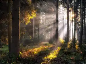 Przebijające światło, Mgła, Drzewa, Las, Poranek