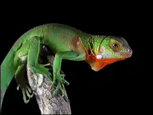 Zbliżenie, Jaszczurka, Legwan zielony, Iguana