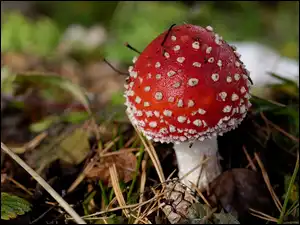 Muchomor, Leśna, Czerwony, Grzyb, Ściółka