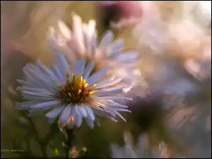 Kwiat, Aster, Biały