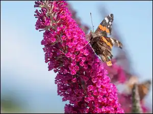 Kwiat budlei i motyl