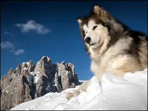 Zima, Śnieg, Husky, Siberian, Góry