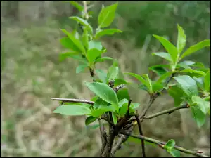 listki, Krzew, Gałązki, Zielone