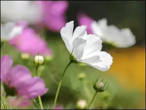 Kwiaty kosmei