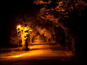 Oświetlenie, Droga, Drzewa, Lampa