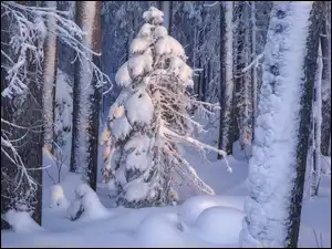 Zima, Drzewa, Śnieg, Las, Ośnieżone
