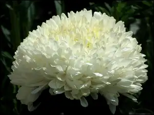 Aster, Przyroda, Kwiat