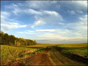 Drzewa, Niebo, Dróżka, Pole, Trawa