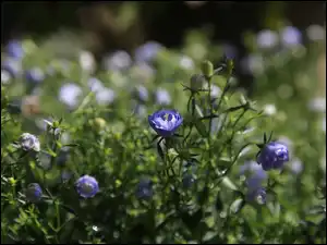 Dzikie kwiaty