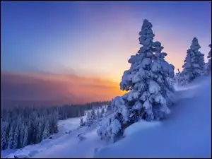 Śnieg, Zachód słońca, Las, Zima, Drzewa