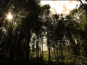Słońce, Las, Drzewa, Przebijające