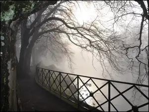 Mgła, Las, Gałęzie, Drzewa, Rzeka