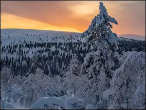 Drzewa, Zima, Ośnieżone, Krzewy