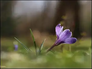 Wiosna, Fioletowy, Krokus, Kwiat