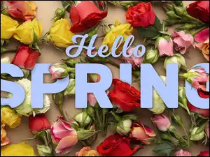 Napishello spring wśród róż