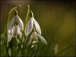 Kwiaty, Przebiśniegi, Białe
