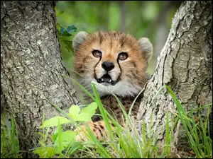 Pnie, Młody, Gepard, Drzewa