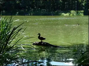 Kaczka, Jezioro, Woda