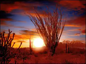 Pustynia, Słońca, Sonora, Ocotillo, Zachód