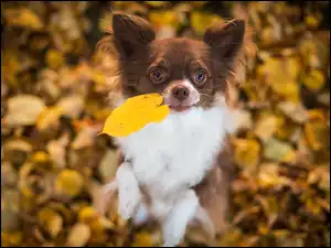 Liście, Pies, Chihuahua, Jesienne