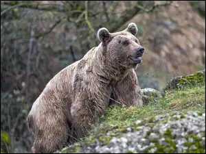 Niedźwiedź, Grizzly
