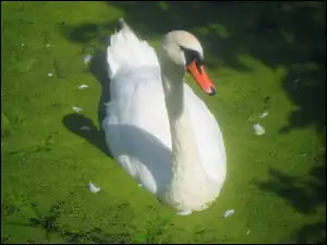 Łabędź, Piękny, Biały