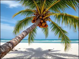 Plaża, Morze, Pochylona, AI, Palma, Orzechy kokosowe