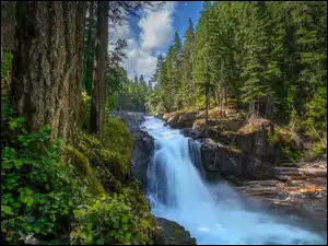 Silver Falls, Stany Zjednoczone, Las, Drzewa, Waszyngton, Wodospad, Roślinność, Park Narodowy Mount Rainier