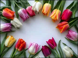 Kwiaty, Grafika, Kolorowe, Tulipany, Blat