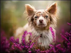 Mordka psa Chihuahua w wrzosach