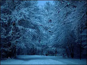 Aleja, Park, Latarnie, Zima, Ławki, Światło