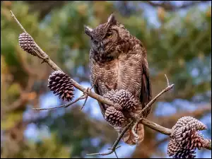 Szyszki, Sowa, Puchacz wirginijski, Gałązka