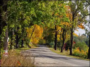 Śląsk, Dolny, Droga, Jesień, Dom, Drzewa
