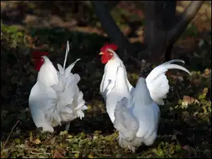 Koguty, Białe
