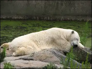 Polarny, Biały, Miś