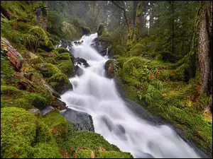 Drzewa, Rzeka, Kamienie, Prowincja Saskatchewan, Mossy River, Las, Kanada, Omszałe