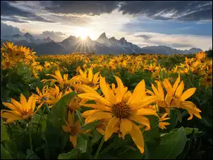 Rozświetlona promieniami słońca balsamorhiza na tle gór Grand Teton