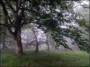 Trawa, Poranek, Drzewa, Las, Mgła