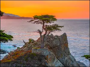 Stany Zjednoczone, Carmel Bay, Morze, Zatoka, Atrakcja Lone Cypress, Cyprys wielkoszyszkowy, Morze, Skała, Pebble Beach, Kalifornia