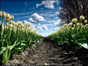 Drzewo, Białe, Tulipany, Plantacja