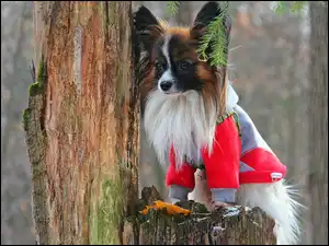 Ubranko, Papillon, Drzewo