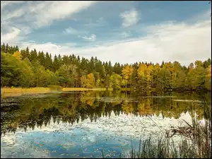Żółte, Trawa, Jezioro, Jesień, Drzewa