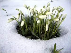 Śnieg, Przebiśniegi