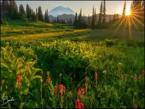 Kwiaty, Stany Zjednoczone, Stratowulkan Mount Rainier, Drzewa, Waszyngton, Łąka, Promienie słońca, Park Narodowy Mount Rainier