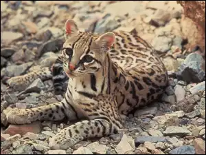 Kamienie, Młody, Ocelot