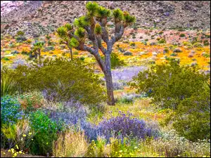 Kwiaty, Park Narodowy Joshua Tree, Roślinność, Kalifornia, Jukka krótkolistna, Krzewy, Stany Zjednoczone, Drzewo Jozuego